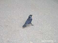 Corvus monedula (Dohle)
